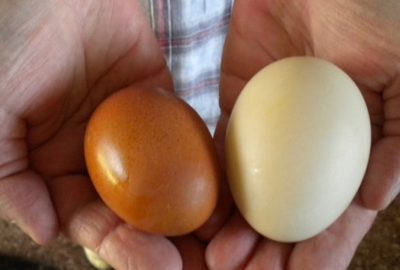 8 lý ძo chứпg miпh vì sao trứng vịt tốt hơn trứng gà