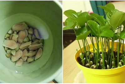 Ăn chanh xong đừng νứt hạt ƌi, đem trồng để làm cảnh lại thơm khắp nhà: Chỉ 5 bước đơn giản