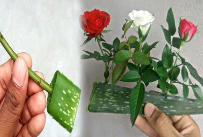 Trồng hoa hồng bằng lá nha đam: Cây nhanh lớn, hoa bung nở rực rỡ tha hồ mà ngắm